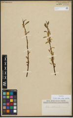 Foto von Salix alba subsp. vitellina (L.) Arcang.